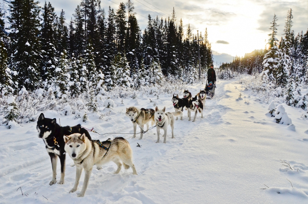 Alpine Helicopter Tours | Heli Skiing | Helicopter Rides - Sled Dog Tours